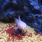 Hoplosternum thoracatum, Dieren en Toebehoren, Vis