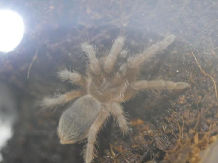 Reptielen nakweekdieren gevraagd, Dieren en Toebehoren, Reptielen en Amfibieën, Overige soorten