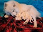 Samoyeed reutje, alles in orde, Dieren en Toebehoren, Honden | Poolhonden, Keeshonden en Oertypen, België, Particulier, Reu, 8 tot 15 weken
