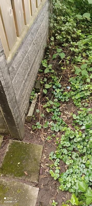 Betonschutting rotsmotief beschikbaar voor biedingen