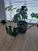 Monstera deliciosa green., Ophalen, 100 tot 150 cm, Halfschaduw, In pot