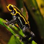 Ranitomeya imitator 'Bajo Huallaga', Amfibie, 0 tot 2 jaar