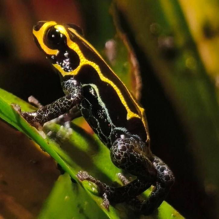 Ranitomeya imitator 'Bajo Huallaga', Dieren en Toebehoren, Reptielen en Amfibieën, Amfibie, 0 tot 2 jaar