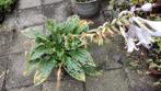 Hosta herfst, Ophalen, Overige soorten, Halfschaduw