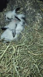 Jonge hangoor konijnen, Dieren en Toebehoren, Konijnen, Meerdere dieren, Middelgroot, Hangoor, 0 tot 2 jaar
