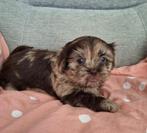 Mooie gezonde boomer pups. Shih tzu maal maltezer, Overige rassen, 8 tot 15 weken, CDV (hondenziekte), Meerdere