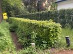 Beukenhaag, Tuin en Terras, Planten | Struiken en Hagen, Ophalen, 100 tot 250 cm