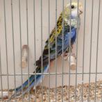 Man Bleekkop Rosella split lutino, Dieren en Toebehoren, Vogels | Parkieten en Papegaaien, Meerdere dieren, Parkiet, Geringd
