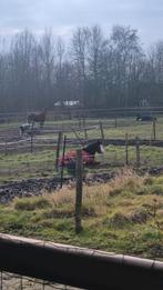 Verzorger of Verzorgster gezocht!, Dieren en Toebehoren, Ophalen of Verzenden, Nieuw
