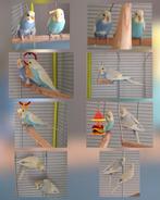 Jonge parkieten te koop, Dieren en Toebehoren, Meerdere dieren, Parkiet