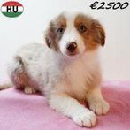 Miniature American Shepherd, Dieren en Toebehoren, Honden | Herdershonden en Veedrijvers, 15 weken tot 1 jaar, Handelaar, Buitenland