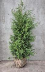 Mooie volle coniferen, Ophalen of Verzenden, Conifeer, 100 tot 250 cm