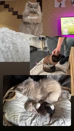 British Shorthair kittens – 4 weken oud