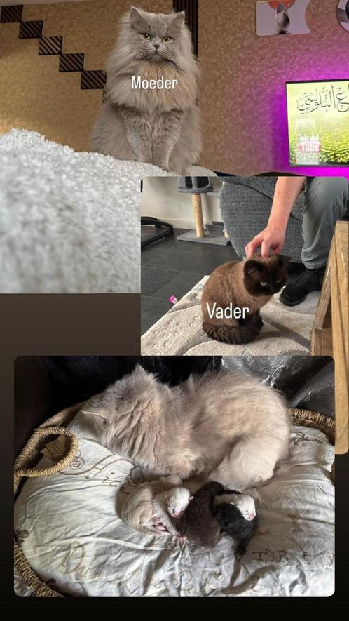 British Shorthair kittens – 4 weken oud, Dieren en Toebehoren, Katten en Kittens | Dekkaters