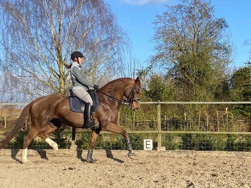 9 jarige Negro x Vivaldi merrie, Dieren en Toebehoren, Paarden, Merrie, Z, 165 tot 170 cm, 7 tot 10 jaar, Dressuurpaard, Met stamboom