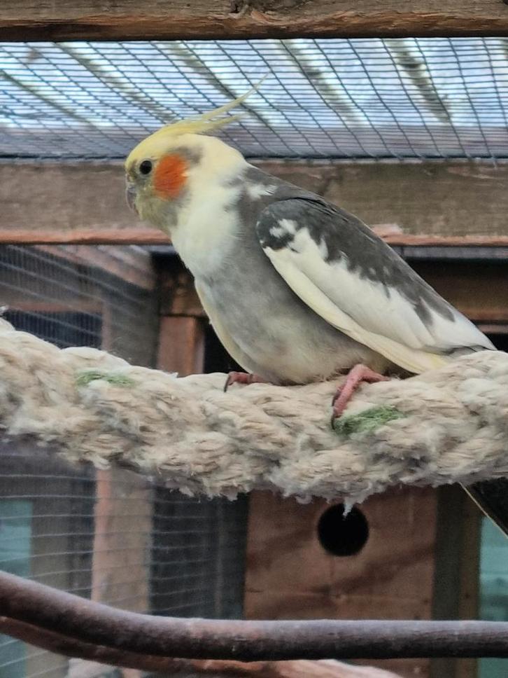 Valkparkiet koppel, Dieren en Toebehoren, Vogels | Parkieten en Papegaaien, Papegaai, Meerdere dieren