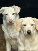 PATRICIA VRIENDELIJK, JONG, TEEFJE, kruising Beagle in asiel, Dieren en Toebehoren, Honden | Niet-rashonden, Particulier, Rabiës (hondsdolheid)