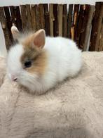 Super super lieve tamme jonge konijntjes., Dieren en Toebehoren, Meerdere dieren, Dwerg