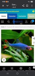 Sawbwa resplendens naakte rasbora, Dieren en Toebehoren, Vis