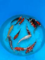 Japan Koi Yagenji Nisai Mix 18-22cm, Karper of Koi