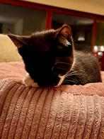 [GERESERVEERD] Kittens zwart-wit poesje, Dieren en Toebehoren, Katten en Kittens | Overige Katten, Meerdere dieren, Kortharig