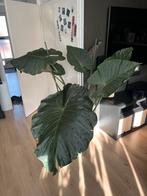 Alocasia - Olifantsoor - 150cm, Huis en Inrichting, Kamerplanten, Ophalen, Overige soorten, Halfschaduw, In pot