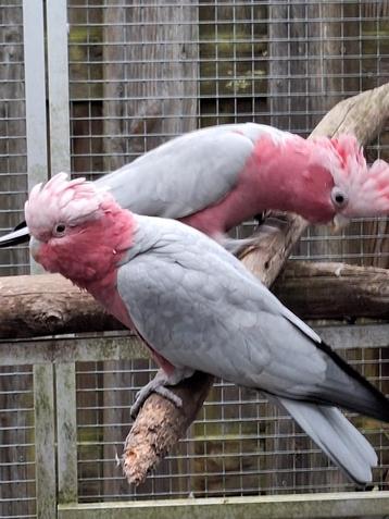 Rose kaketoe, split lutino beschikbaar voor biedingen
