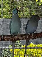 Halsband parkieten (koppel), Dieren en Toebehoren, Vogels | Parkieten en Papegaaien, Meerdere dieren, Parkiet, Geringd