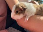 Lief beertje Gijs, Dieren en Toebehoren, Knaagdieren, September, Mannelijk, Cavia