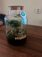 Mini ecosysteem planten terrarium., Huis en Inrichting, Kamerplanten, Ophalen of Verzenden, Overige soorten, Minder dan 100 cm