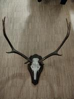 Herten gewei, Ophalen, Zo goed als nieuw, Hert, Gewei of Kop
