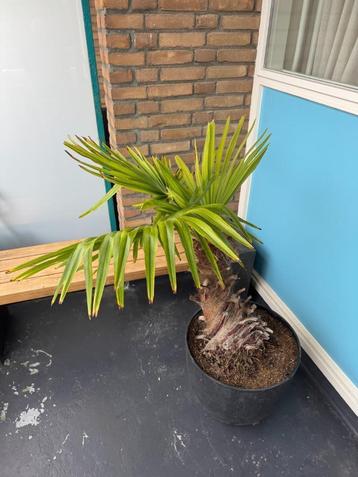 Palmboom Chinese windpalm met pot beschikbaar voor biedingen