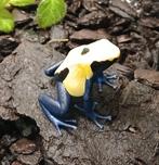 Dendrobates Citronella, Dieren en Toebehoren, Reptielen en Amfibieën, Amfibie, 0 tot 2 jaar