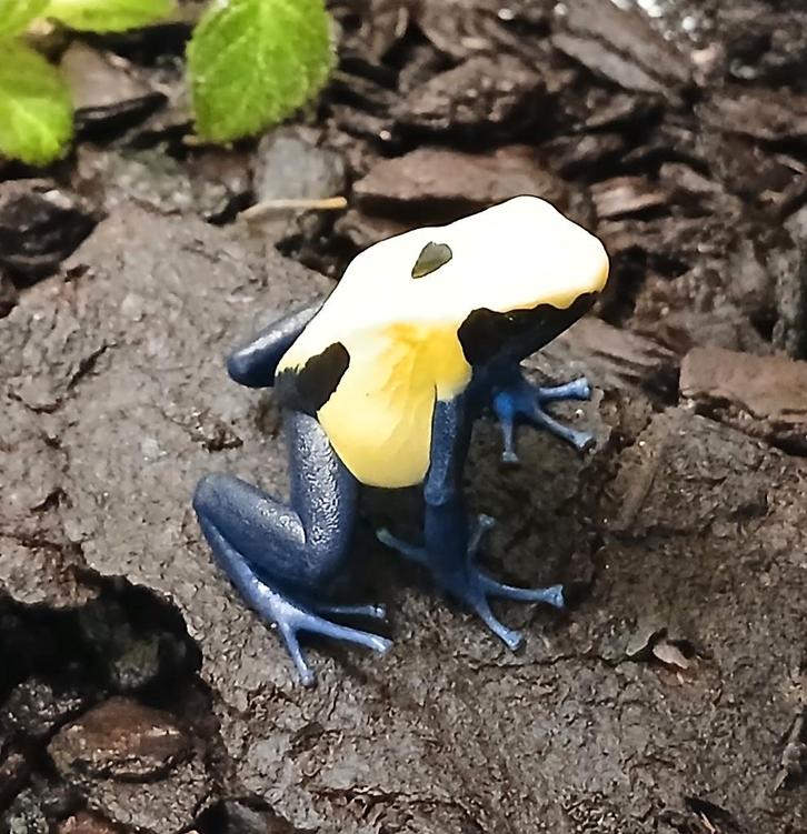 Dendrobates Citronella