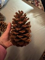 Mooie dennenappel, Ophalen of Verzenden, Gebruikt