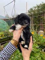 Nog één knappe pup te koop. Boompoo : Maltipoo x Boomer, 8 tot 15 weken, Meerdere, Nederland, Particulier