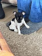 chihuahua, Dieren en Toebehoren, Honden | Chihuahua's en Gezelschapshonden, 8 tot 15 weken, Teef, Meerdere, Chihuahua
