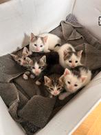 Lieve kittens te koop, Dieren en Toebehoren, Katten en Kittens | Raskatten | Korthaar