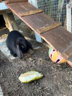 NHD dwerg hangoor konijntje mannetje, Dieren en Toebehoren, Konijnen, Mannelijk, Dwerg, Hangoor