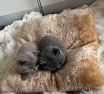 Raszuivere Britse Korthaar kittens 1 lilac&2 blue katertjes, Dieren en Toebehoren, Katten en Kittens | Raskatten | Korthaar, Kater
