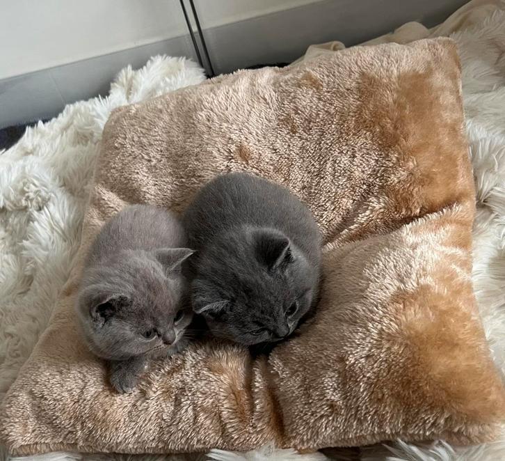 Raszuivere Britse Korthaar kittens 1 lilac&2 blue katertjes, Dieren en Toebehoren, Katten en Kittens | Raskatten | Korthaar, Kater