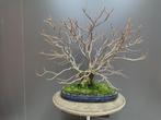 Tilia Bonsai, Tuin en Terras, Planten | Bomen, Bloeit niet, Halfschaduw, Overige soorten, Minder dan 100 cm