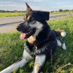 Husky kruising Duitse Herder reu, Dieren en Toebehoren, Eén hond, 3 tot 5 jaar, Nederland, Particulier