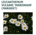 Margriet Maikoningin (vaste plant), Tuin en Terras, Planten | Tuinplanten, Vaste plant, Ophalen