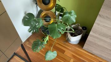 Monstera kamerplant beschikbaar voor biedingen