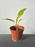 Philodendron ring of fire kamerplant, plant, Ophalen, Halfschaduw, Minder dan 100 cm