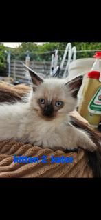 ♡ knappe ragdoll kittens ♡ mogen gelijk mee!!!, Dieren en Toebehoren, Katten en Kittens | Raskatten | Langhaar, Meerdere dieren