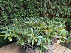 3 rhododendrons, Ophalen, Rhododendron, Minder dan 100 cm