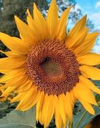 Zaden gele Zonnebloem - Helianthus annuus H 1,60 m., Verzenden, Voorjaar, Volle zon, Zaad