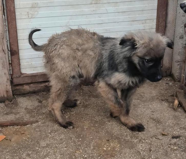 Stefan zoekt baasje, Dieren en Toebehoren, Honden | Niet-rashonden, Klein, Reu, Particulier, Meerdere, Buitenland, 1 tot 2 jaar
